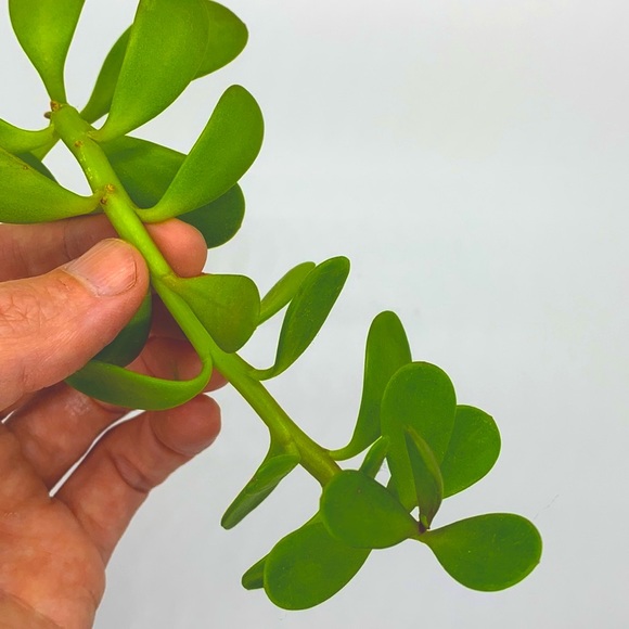 🌿2/$20 Hanging Jade Plant Cutting - Picture 2 of 2